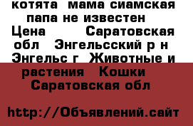 котята  мама сиамская папа не известен  › Цена ­ 10 - Саратовская обл., Энгельсский р-н, Энгельс г. Животные и растения » Кошки   . Саратовская обл.